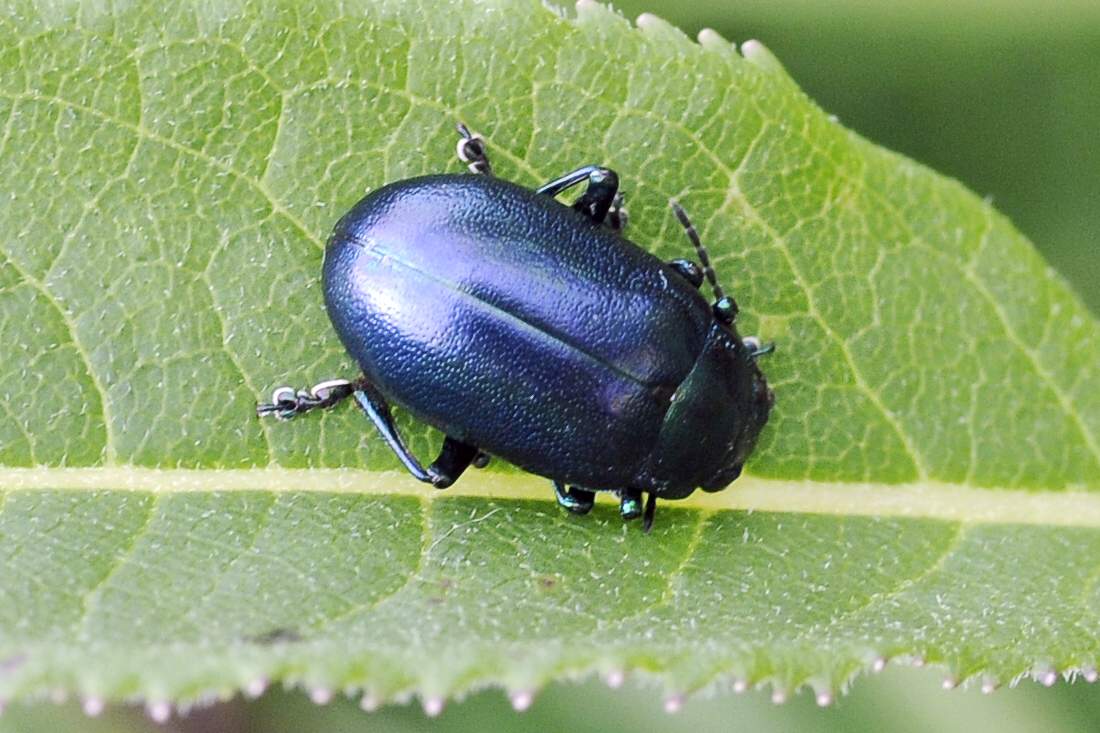 Coleottero blu: Oreina sp. (Chrysomelidae)